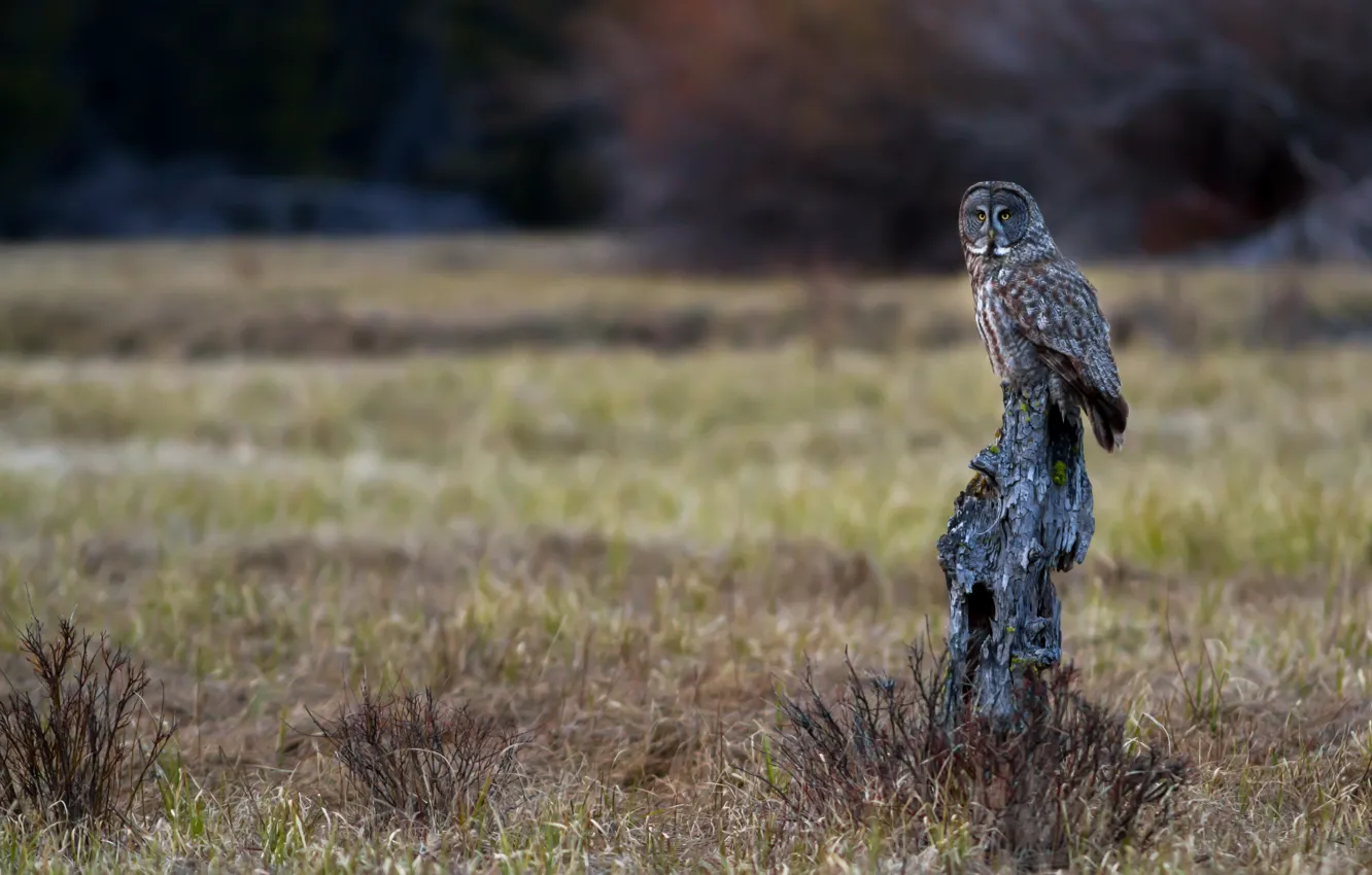 Photo wallpaper owl, bird, log