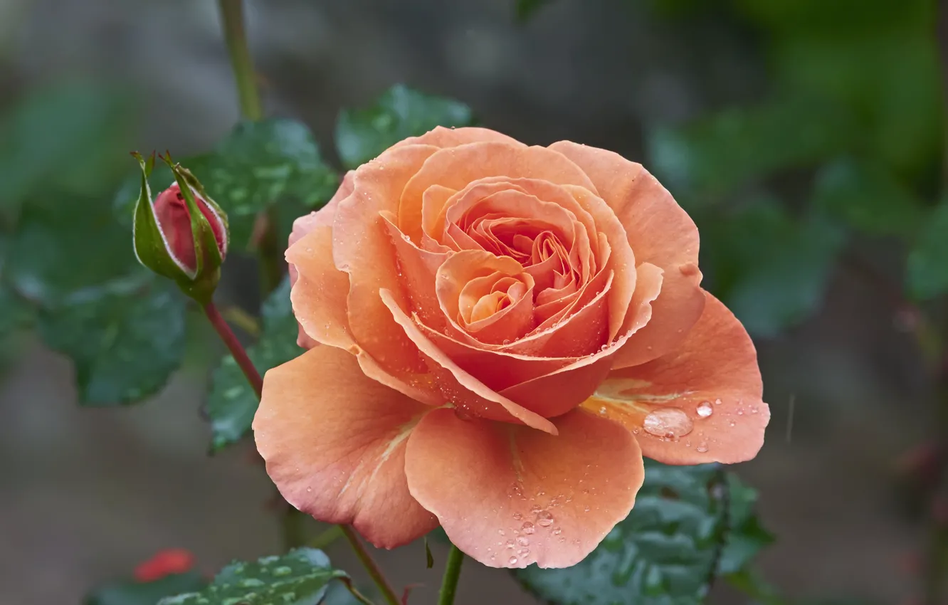 Photo wallpaper drops, macro, flowers, orange, roses