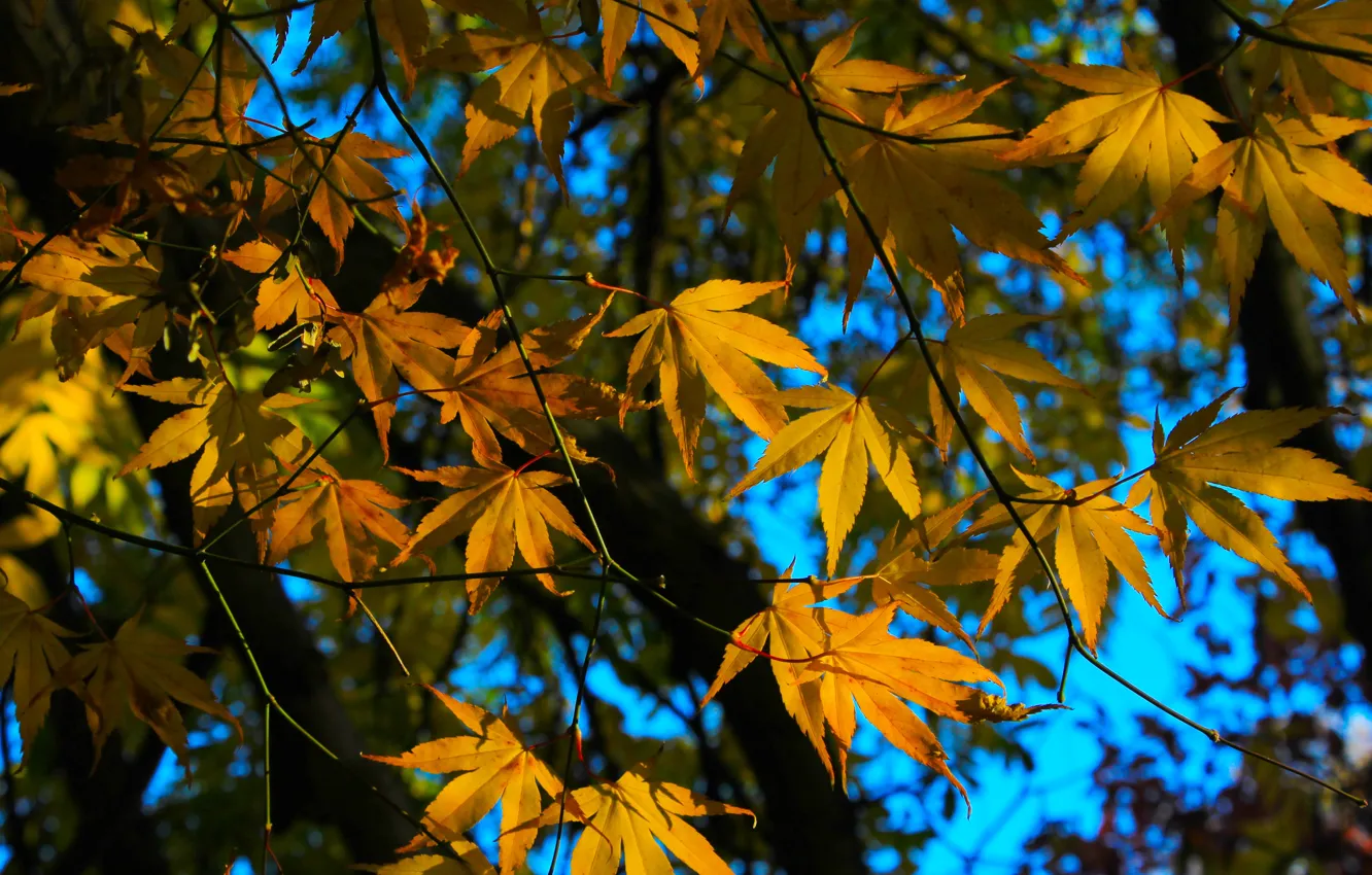 Photo wallpaper autumn, leaf, fall, twig