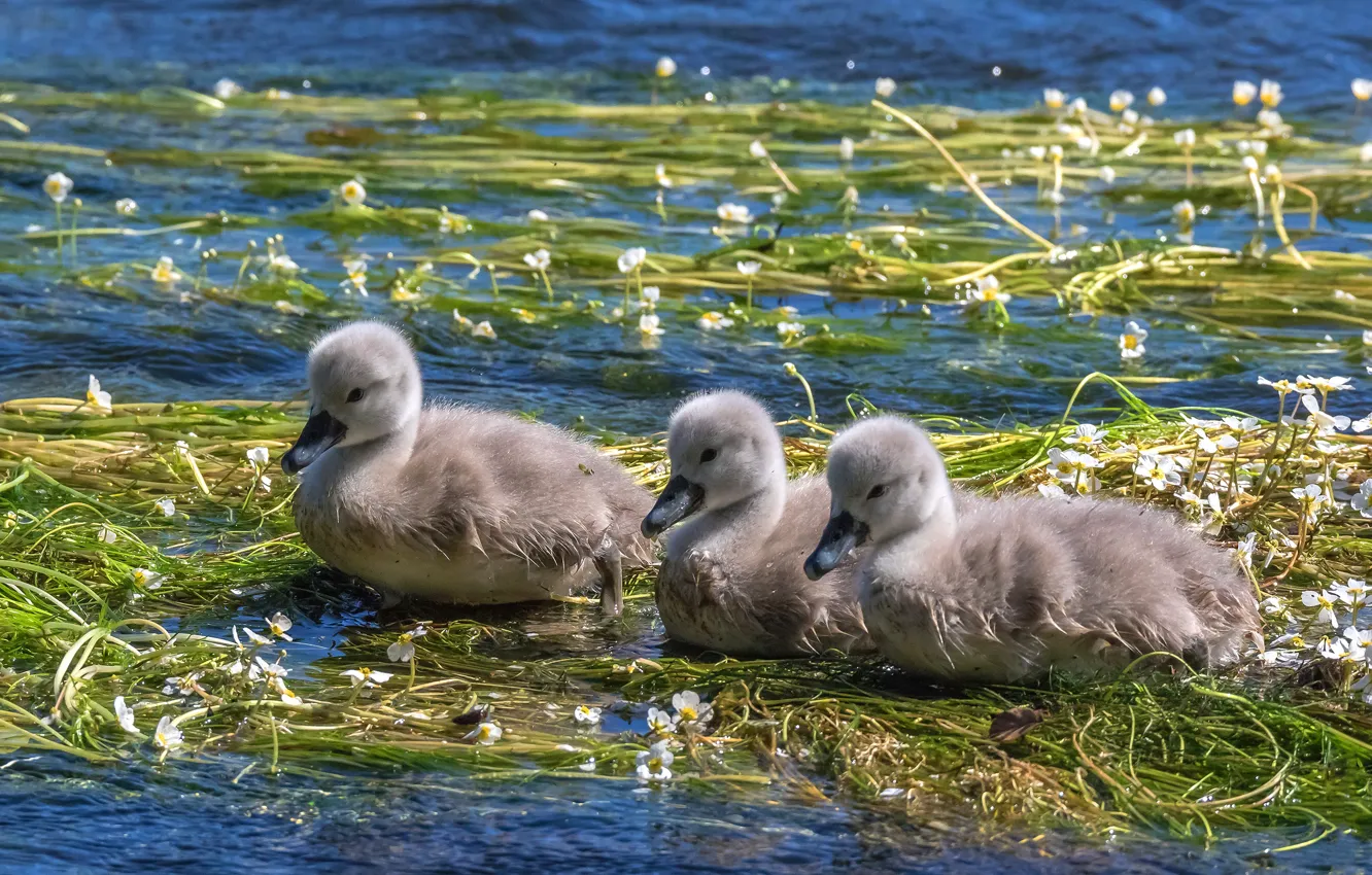 Photo wallpaper algae, nature, pond, grey, bird, baby, trio, swans