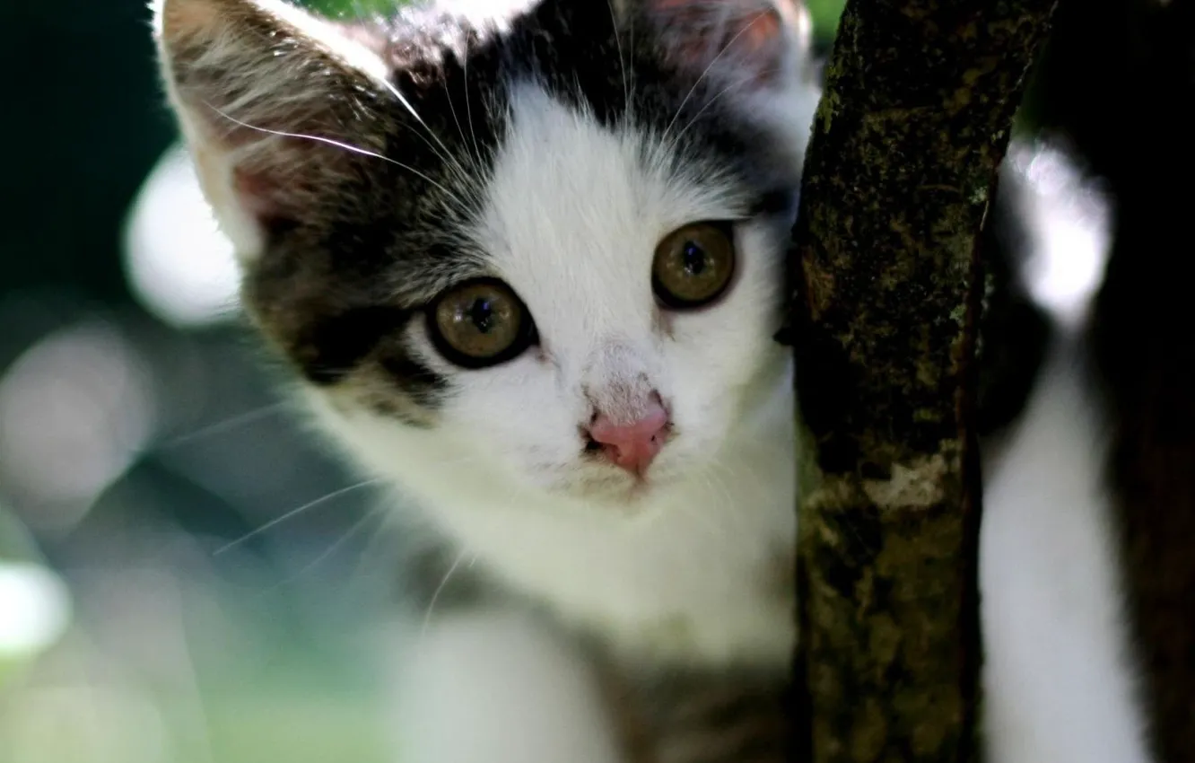Photo wallpaper kitty, muzzle, tree branch, cute