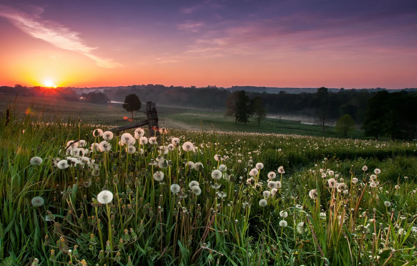 Photo wallpaper field, landscape, sunset, dandelions