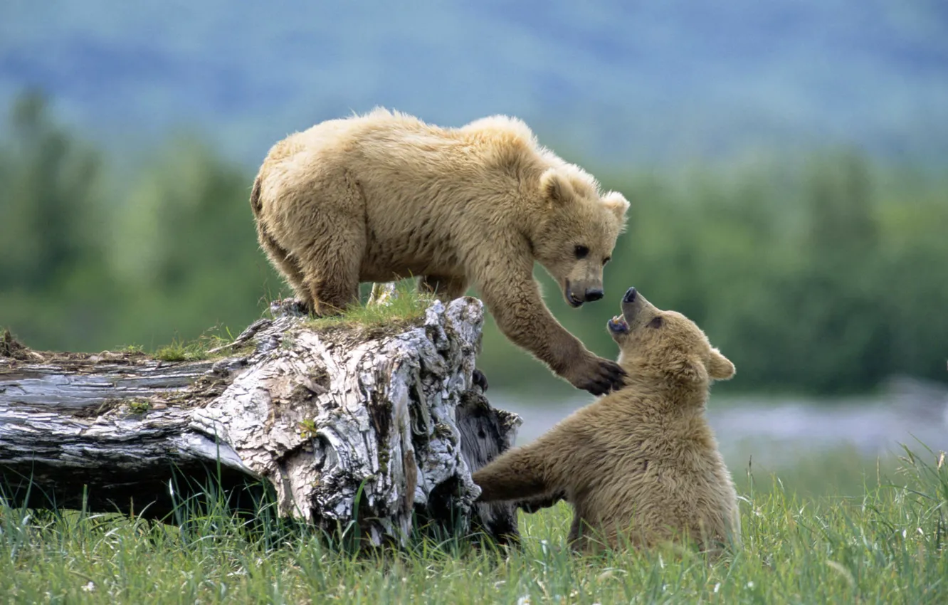 Photo wallpaper grass, animal, bear, bear, wildlife