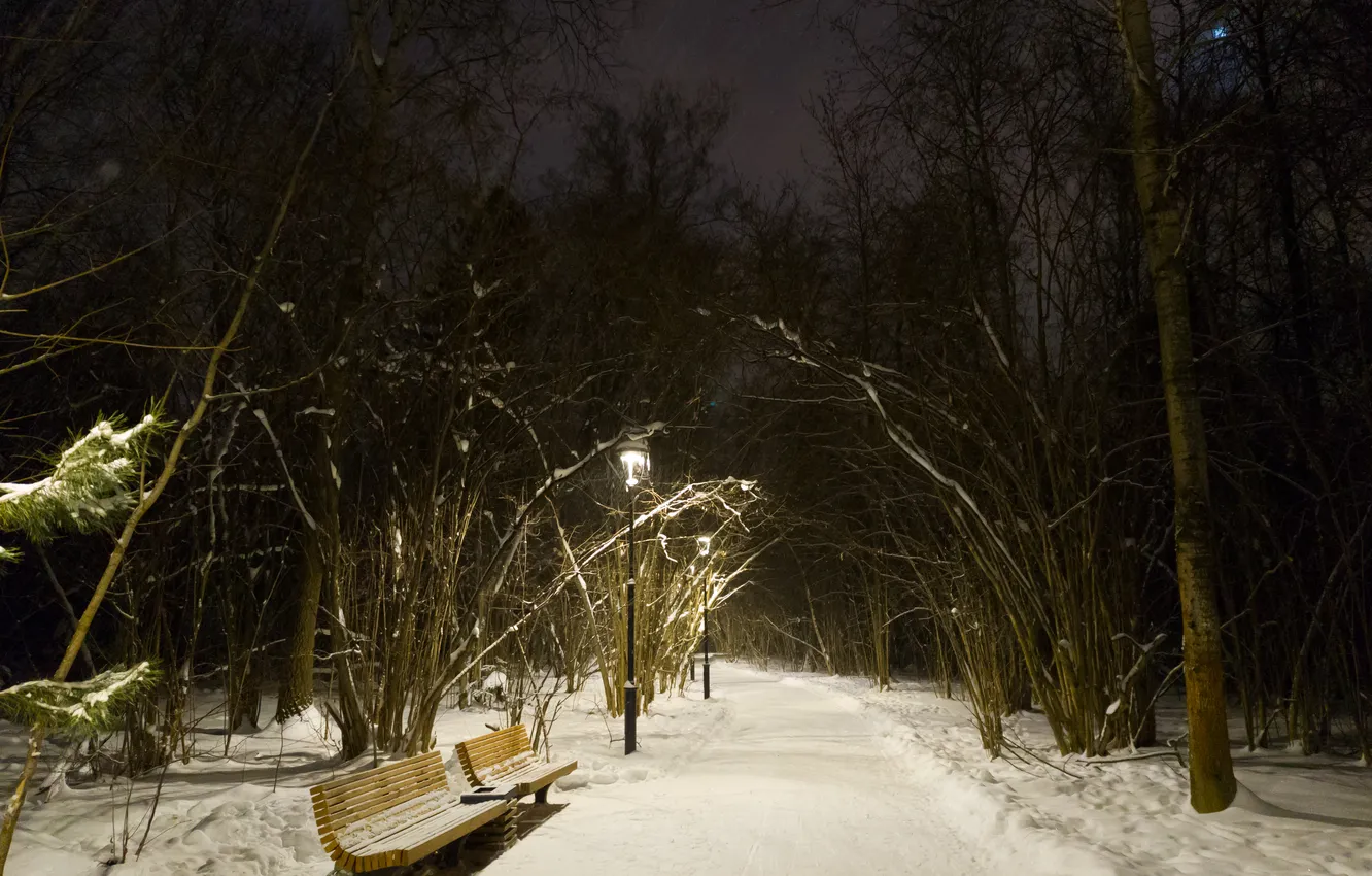 Photo wallpaper winter, forest, snow, trees, bench, night, nature, the evening