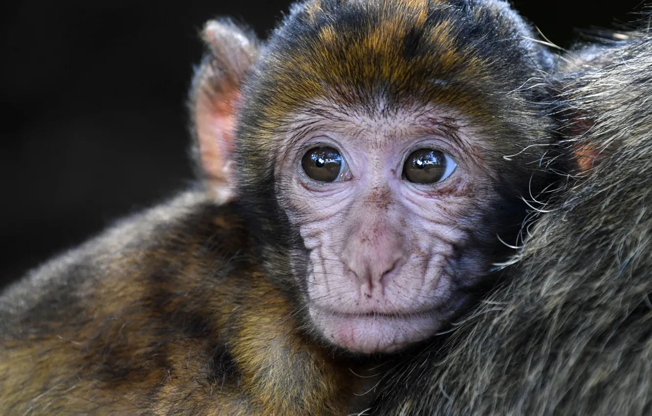 Photo wallpaper monkey, animal, baby, wildlife, berberaap, aap