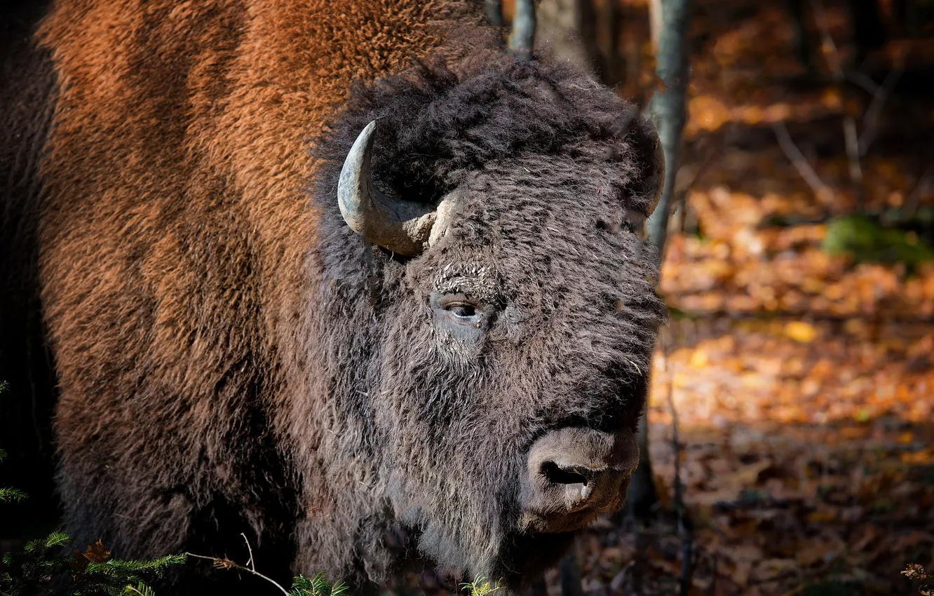 Photo wallpaper nature, background, Buffalo