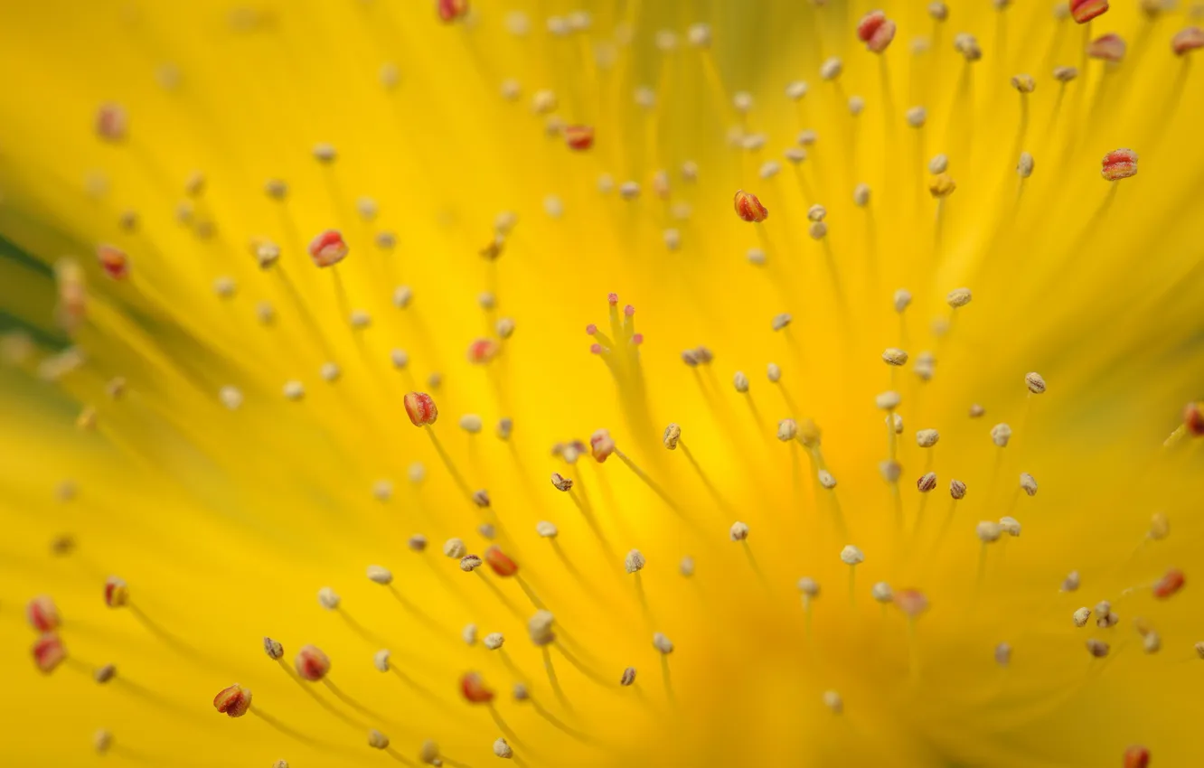 Photo wallpaper macro, flowers, nature