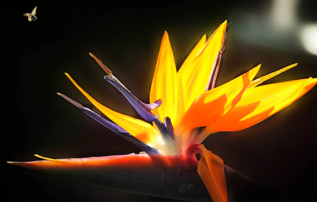 Photo wallpaper flowers, bee, insect, bird of Paradise, Strelitzia