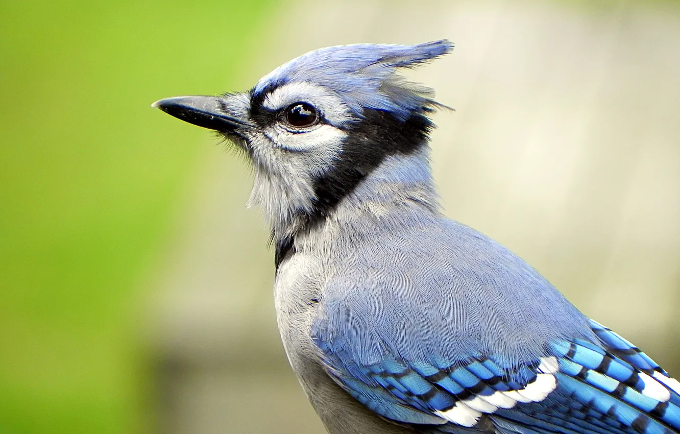 Photo wallpaper bird, bokeh, crest