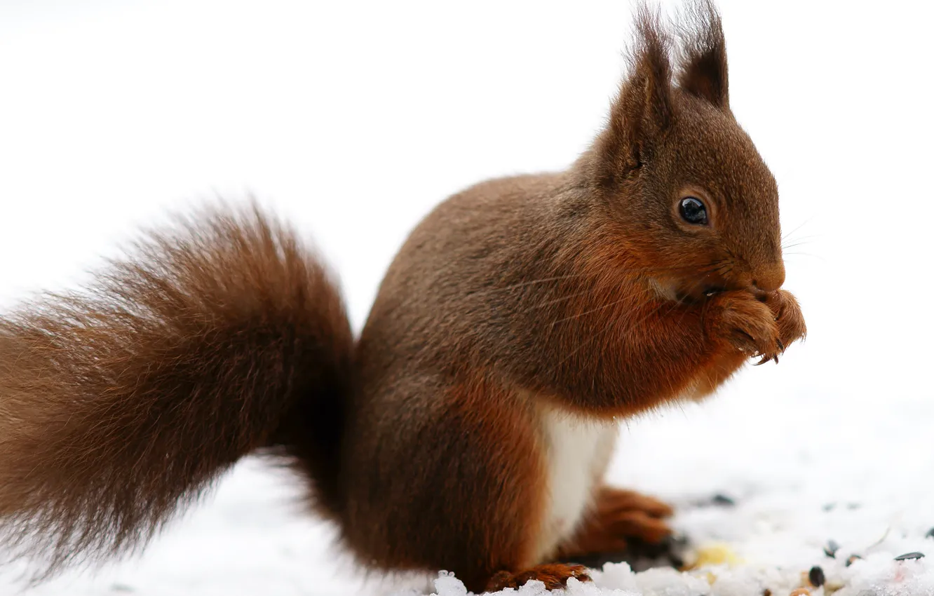 Photo wallpaper winter, snow, nature, legs, protein, red, squirrel