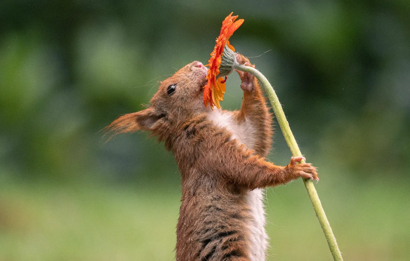 Photo wallpaper look, flowers, nature, pose, legs, stem, protein, muzzle