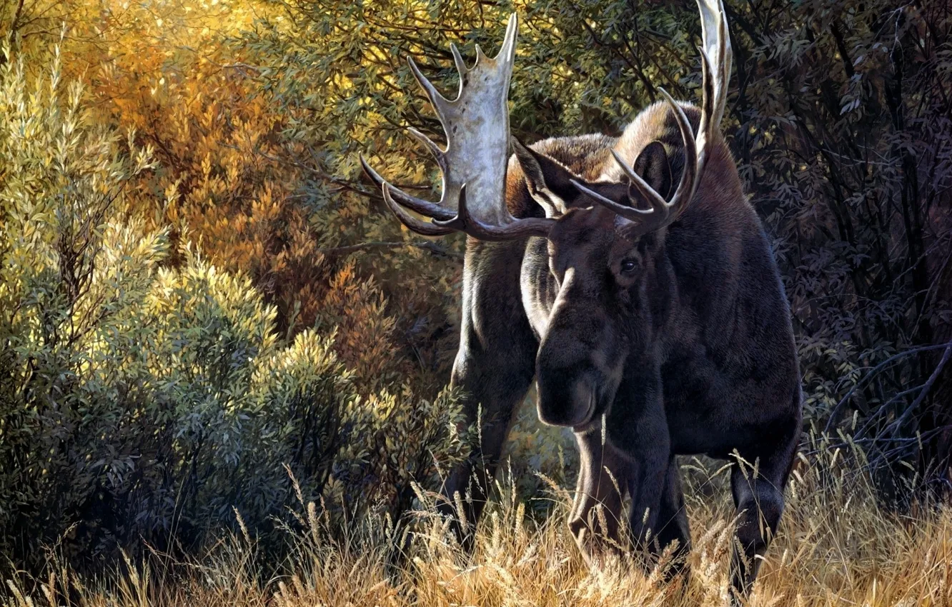 Photo wallpaper forest, horns, fur, Caribou