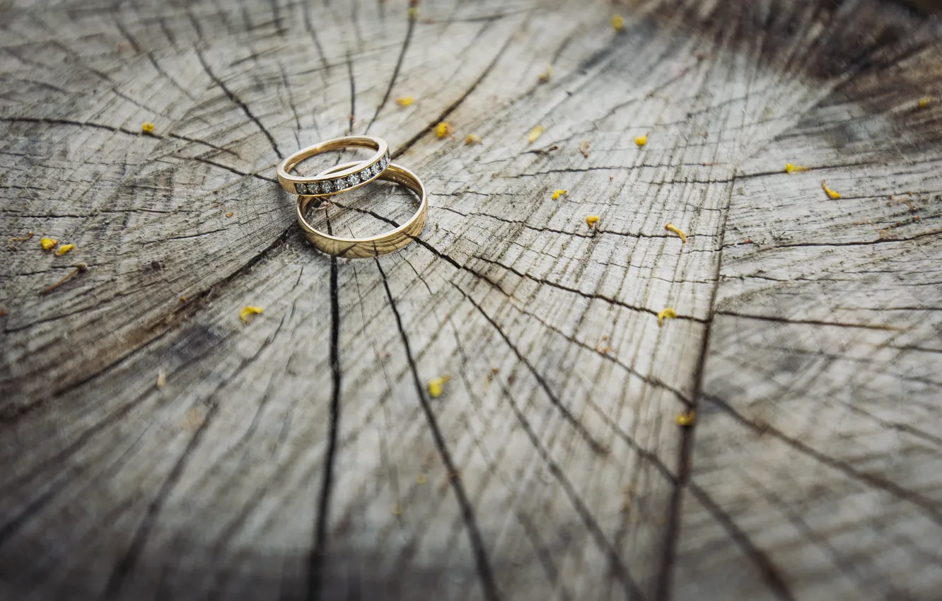 Photo wallpaper tree, ring, two