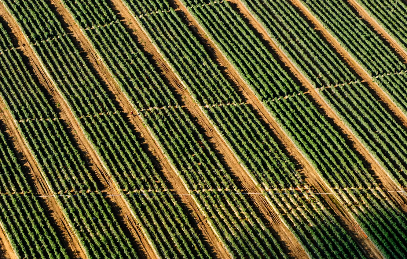 Photo wallpaper field, stripes, pattern, man, rows, Crop
