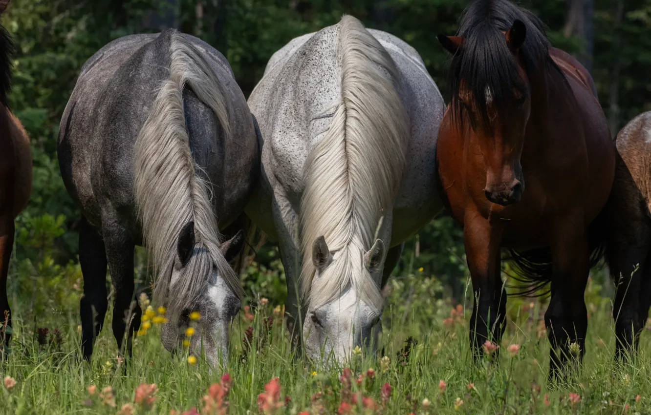 Photo wallpaper field, forest, face, flowers, horse, horse, trio, grazing