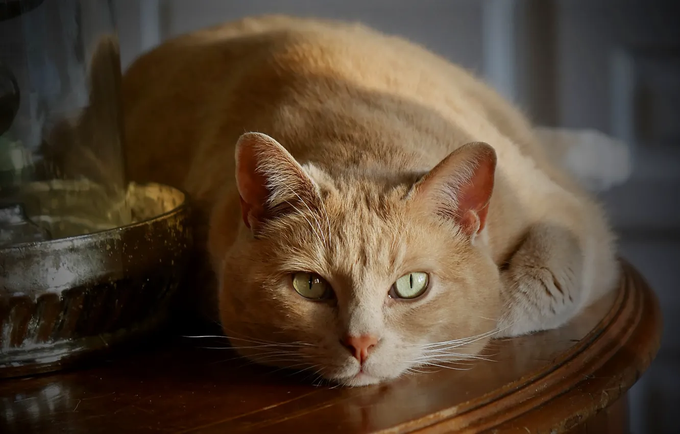 Photo wallpaper cat, cat, look, pose, face