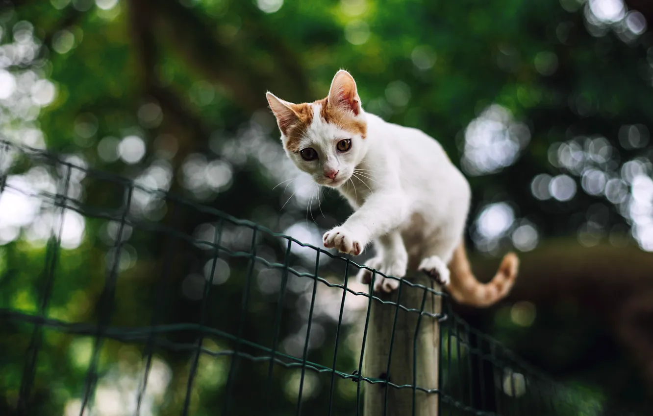 Photo wallpaper cat, white, look, nature, pose, kitty, background, mesh