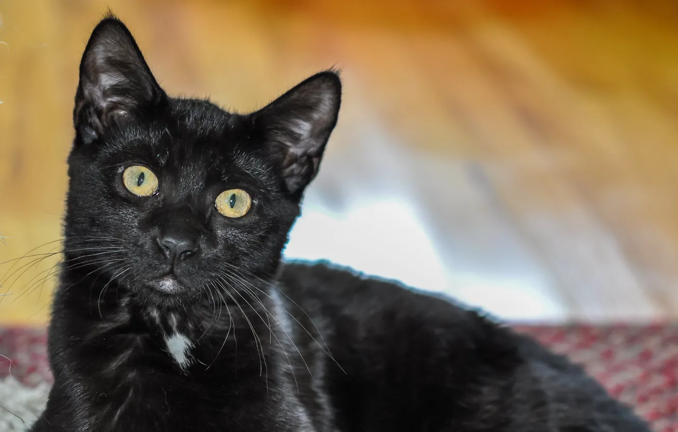 Photo wallpaper eyes, cat, black