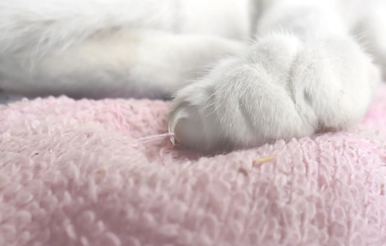 Photo wallpaper cat, gentle, fluffy, foot, soft