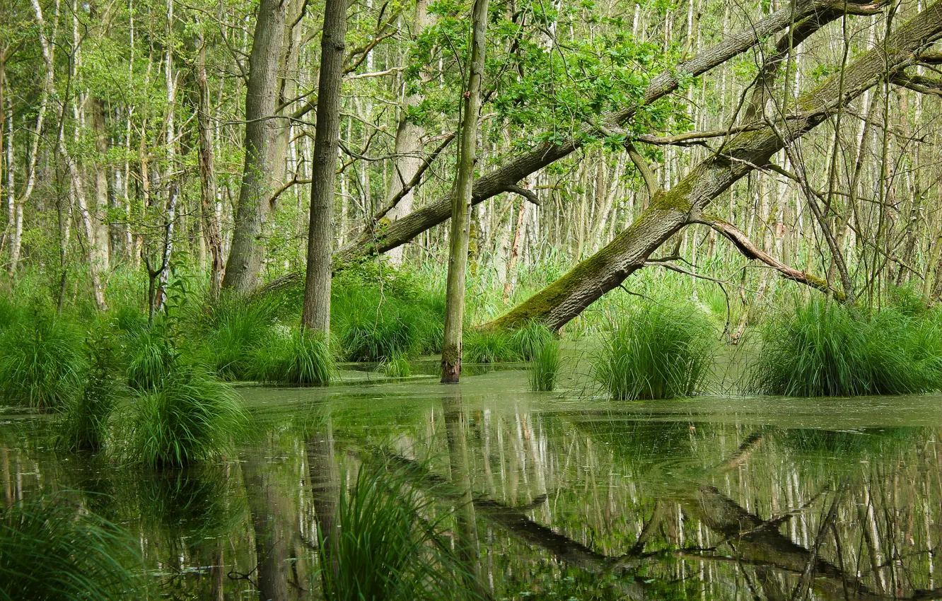 Photo wallpaper forest, reflection, swamp, sedge