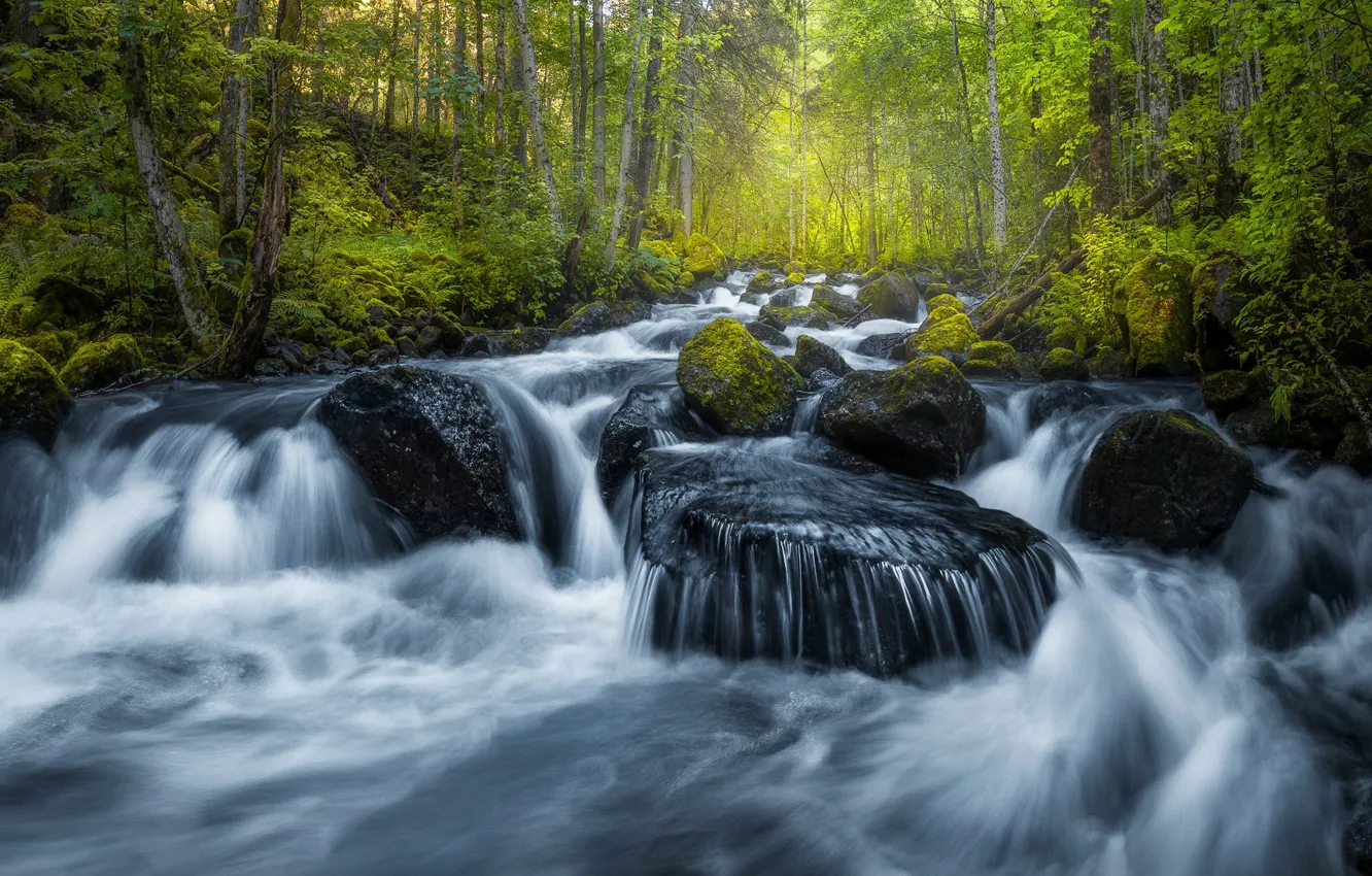 Photo wallpaper forest, river, stones, Norway, cascade