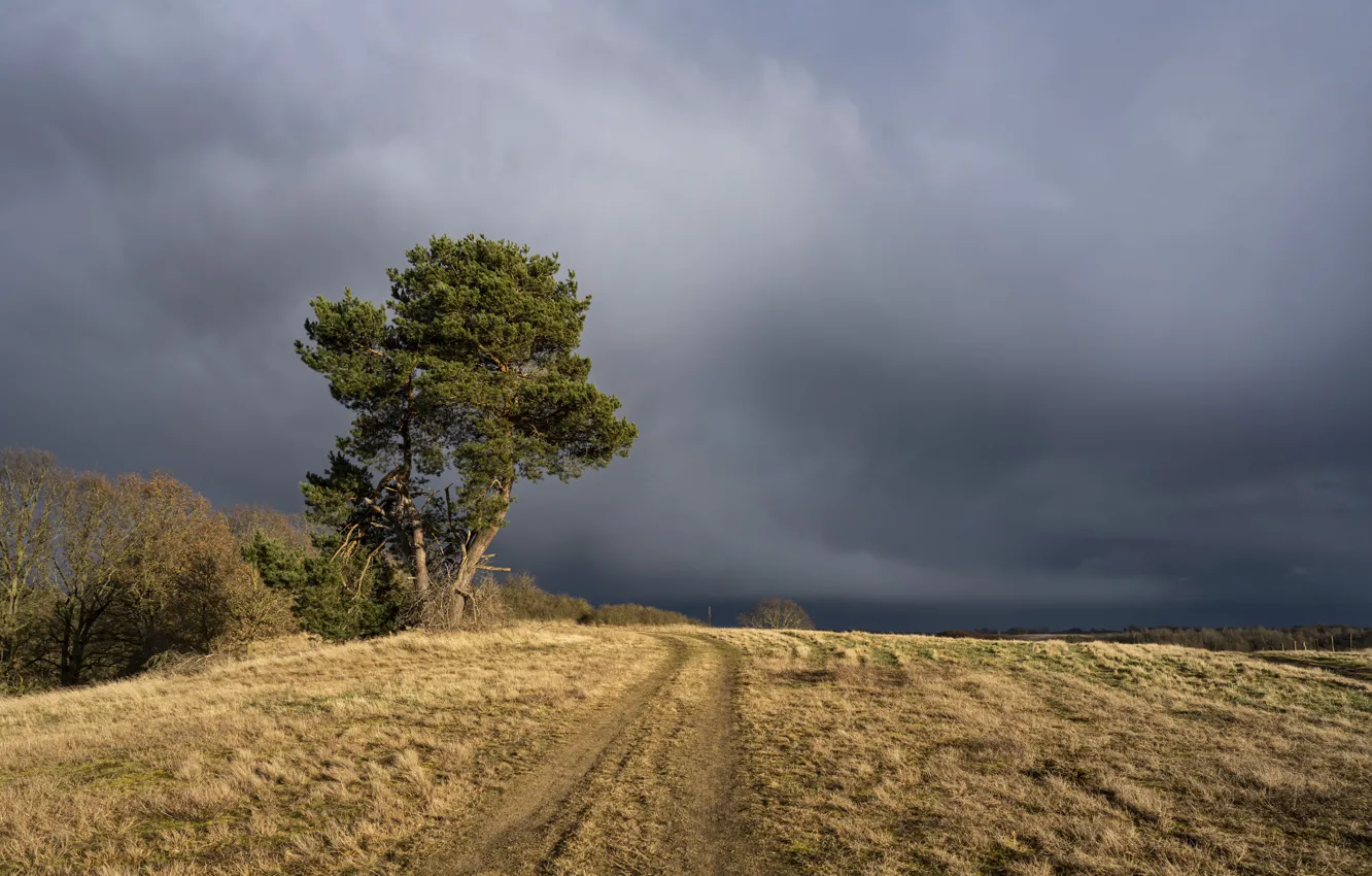 Photo wallpaper road, field, autumn, the sky, clouds, trees, clouds, overcast