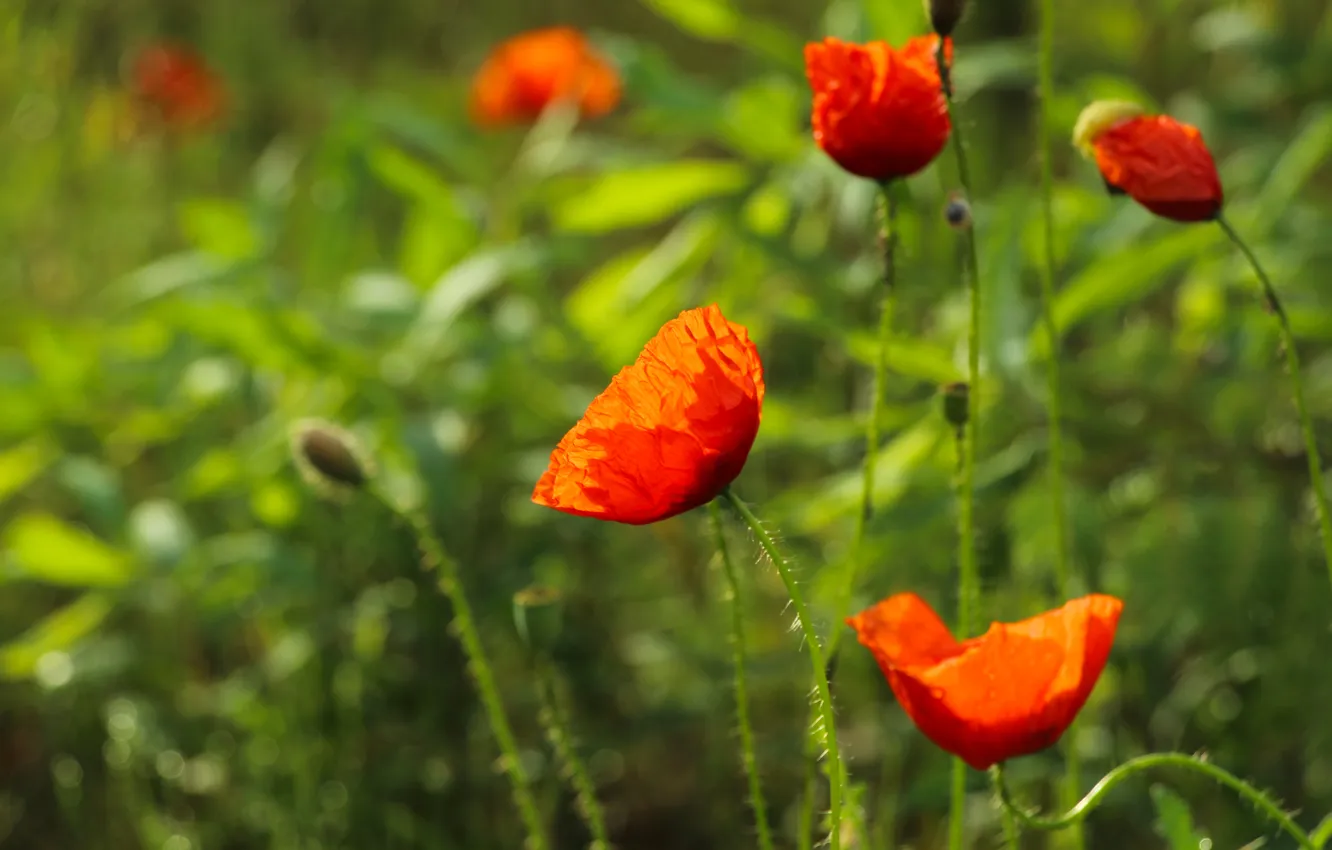 Photo wallpaper red, flower, poppy
