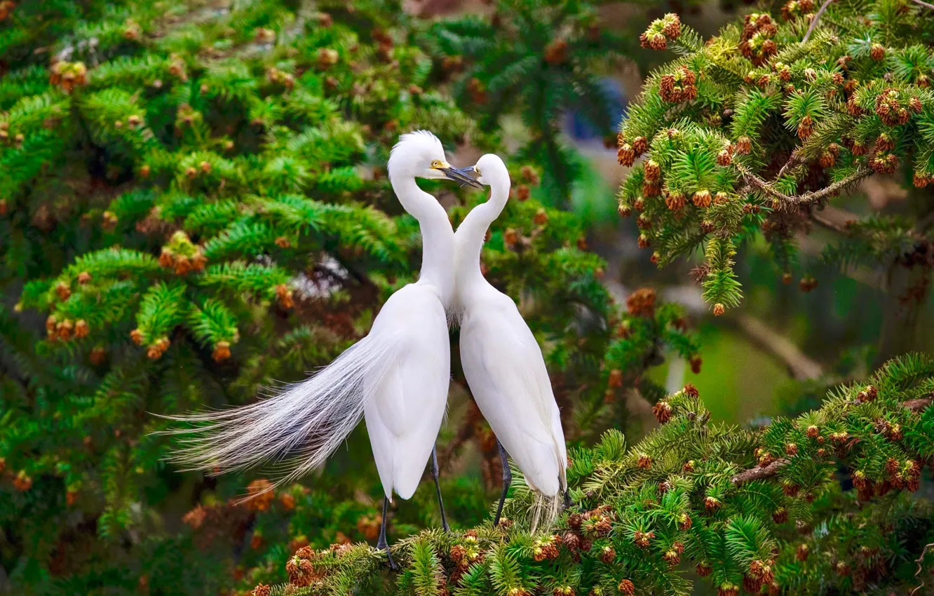 Photo wallpaper love, branches, bird, pair, white, needles, bumps, Heron