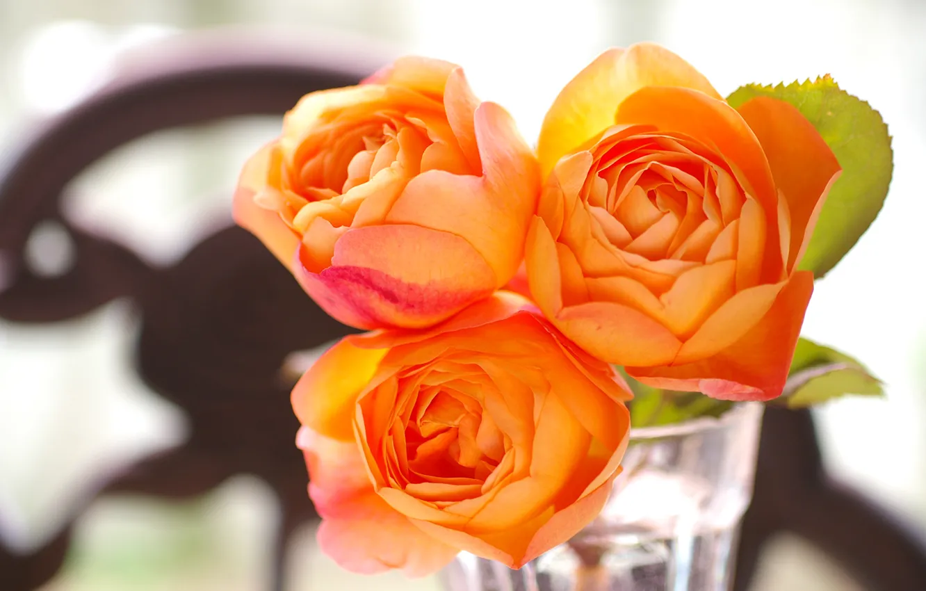 Photo wallpaper glass, rose, garden, apricot, lady emma hamilton