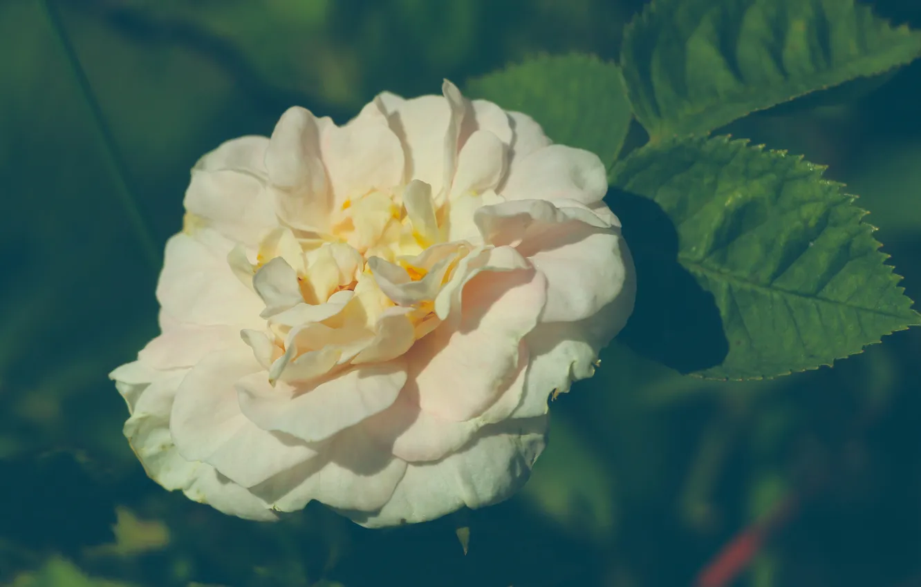 Photo wallpaper rose, white, blooming