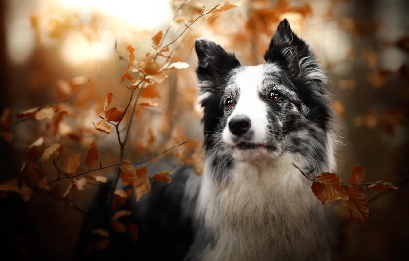 Photo wallpaper autumn, look, face, leaves, light, branches, nature, foliage