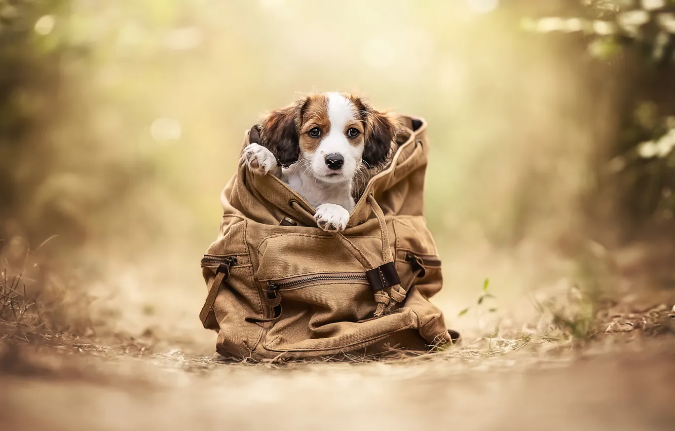 Photo wallpaper dog, puppy, backpack