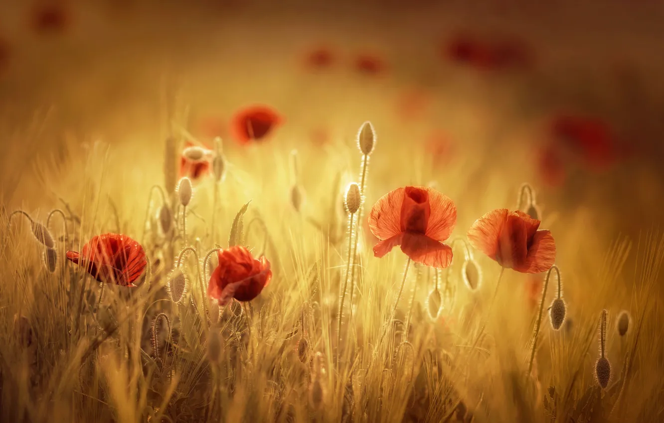 Photo wallpaper field, summer, flowers, Maki