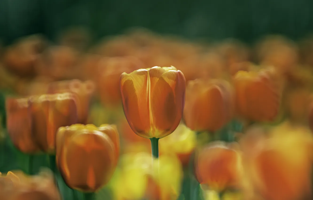 Photo wallpaper flowers, spring, tulips