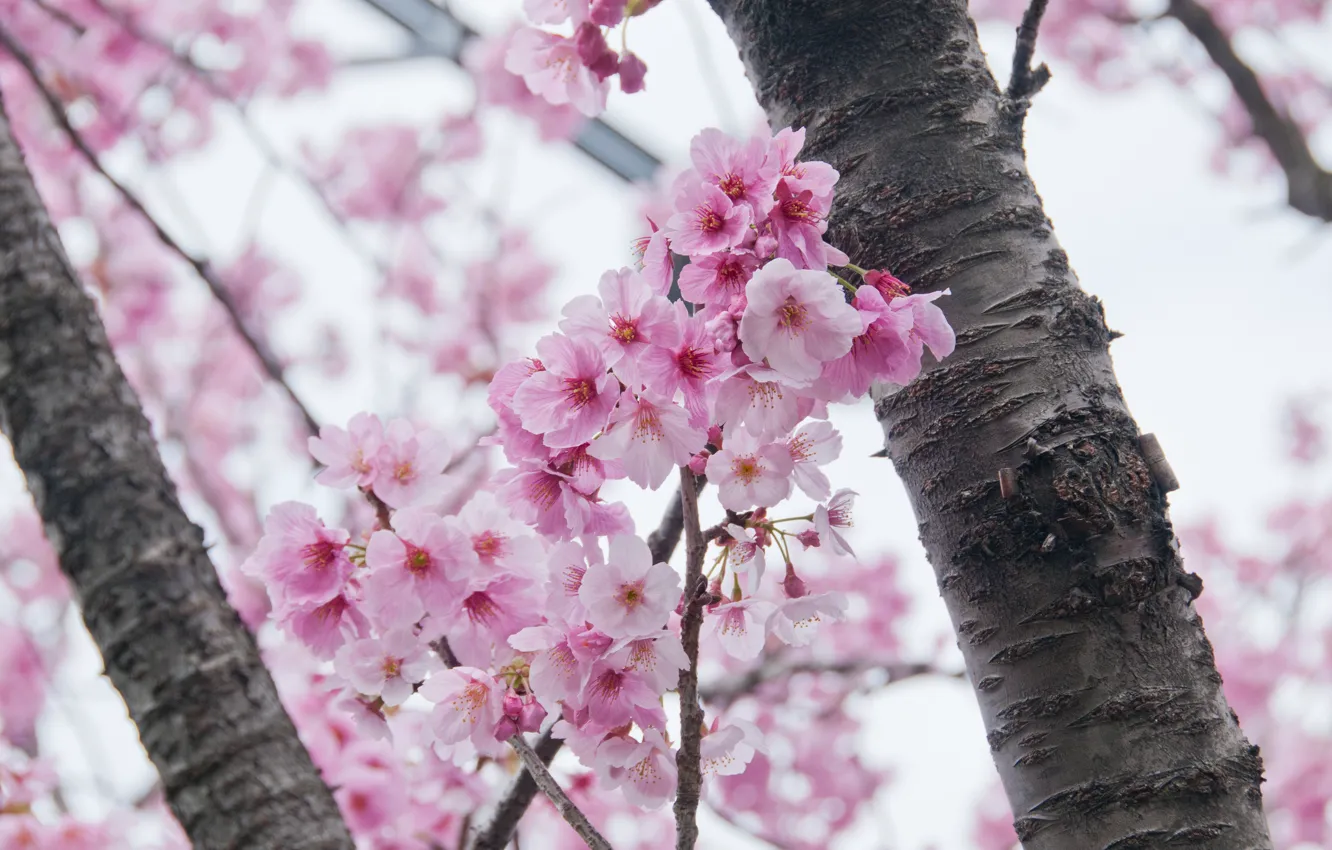 Photo wallpaper the sky, branches, spring, Sakura, flowering, pink, blossom, sakura