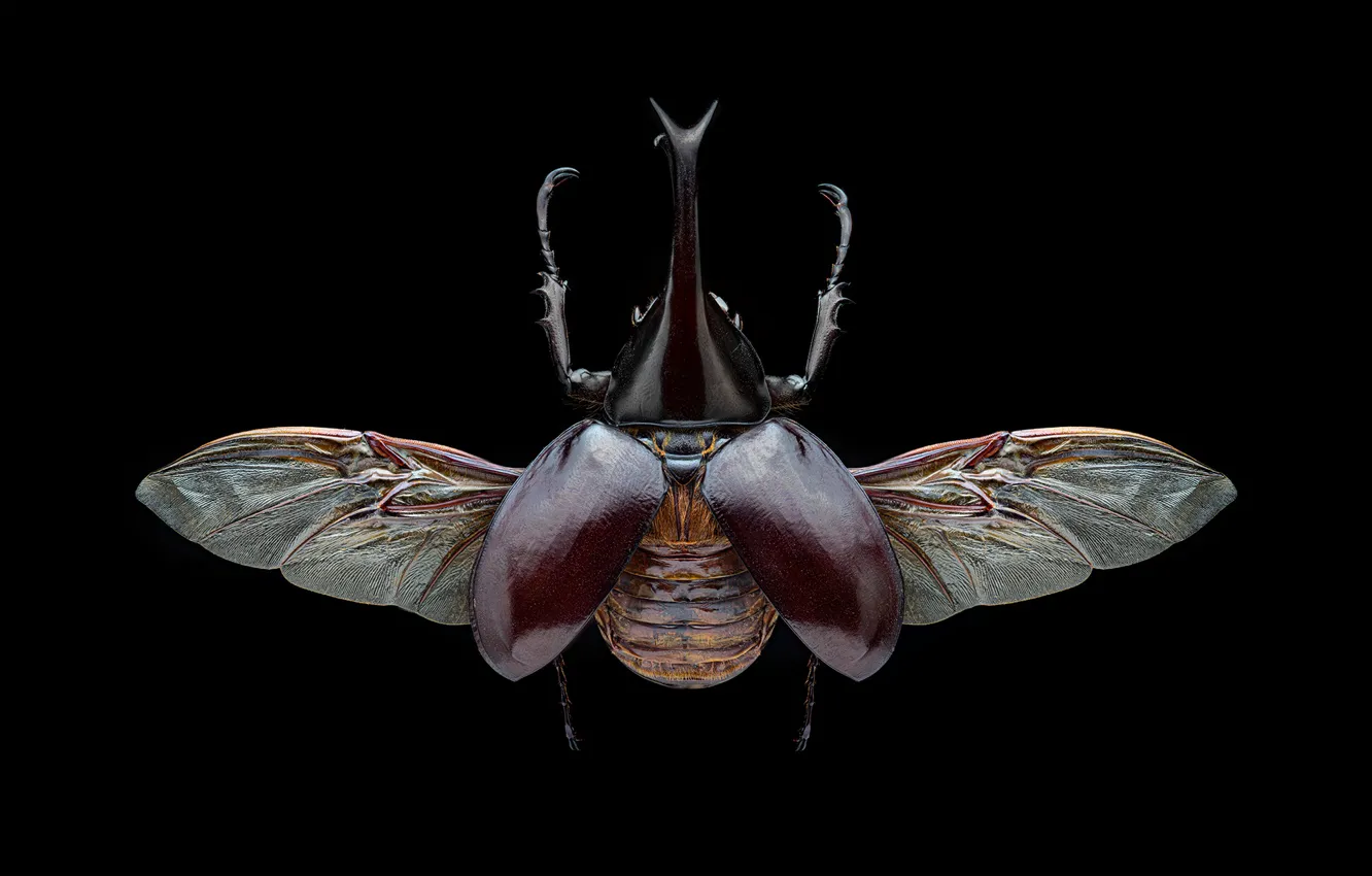 Photo wallpaper macro, wings, beetle, insect, black background, brown, the view from the top, Horny