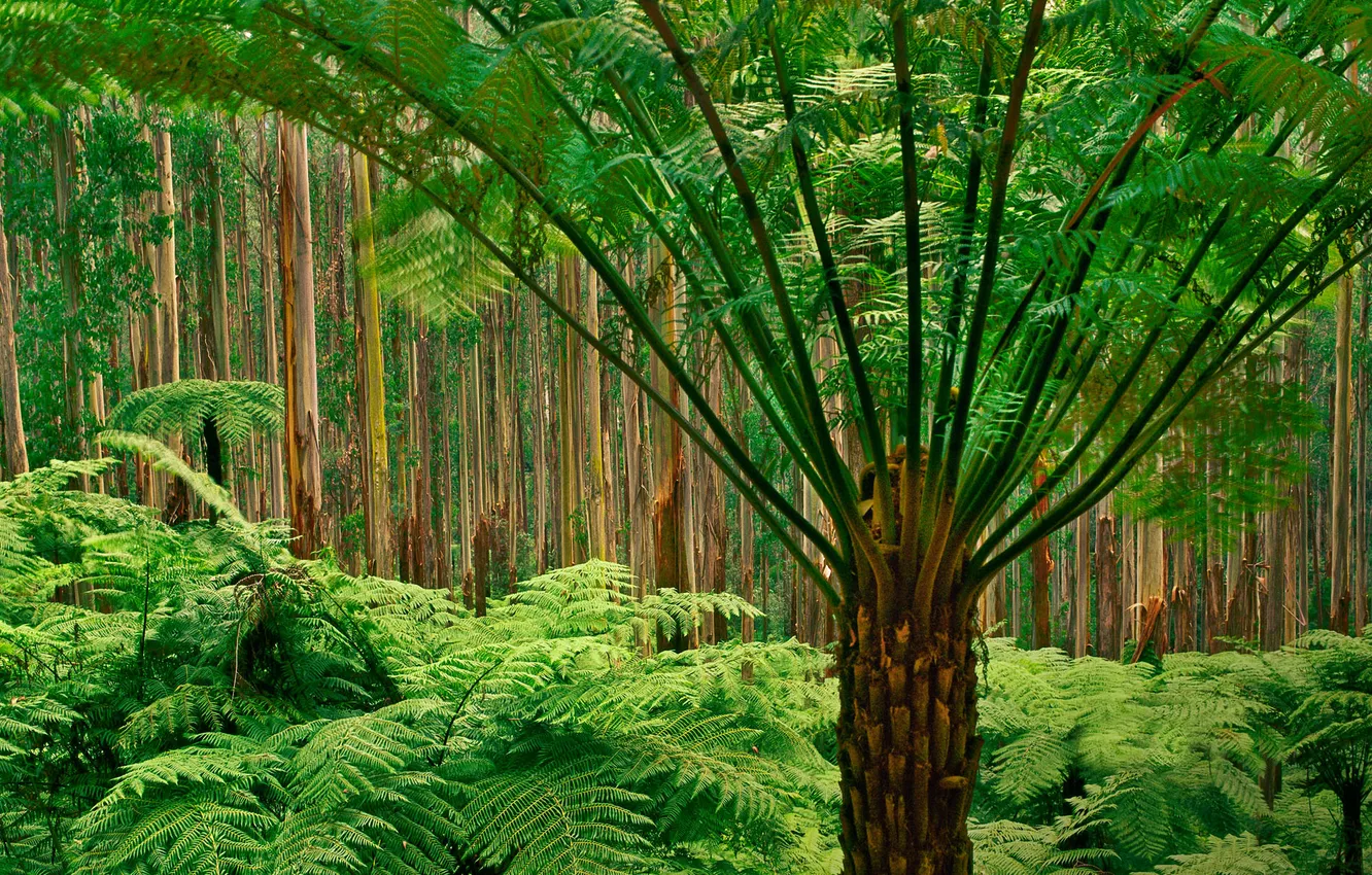 Photo wallpaper forest, trees, Australia, fern
