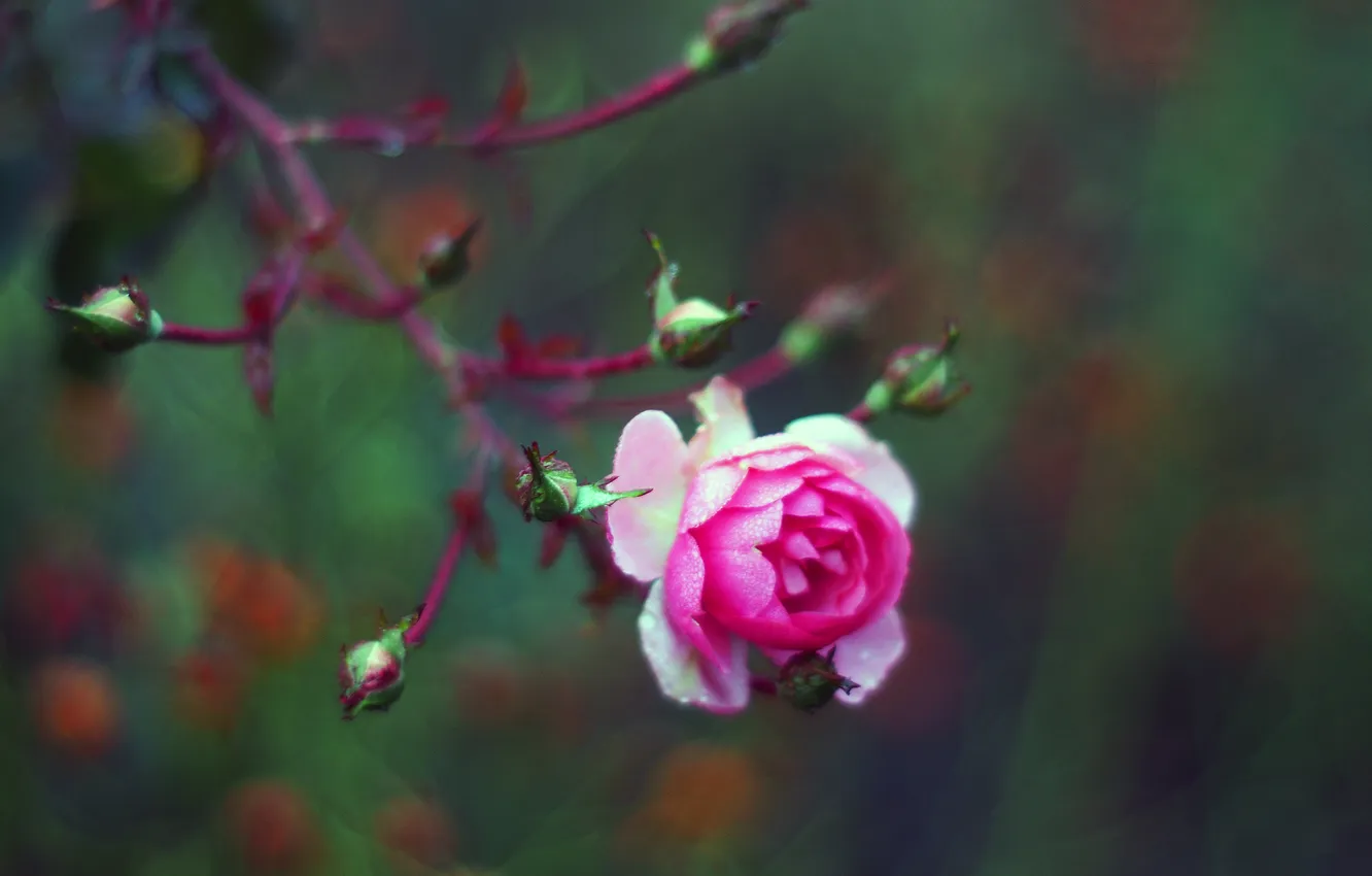 Photo wallpaper flower, pink, rose, buds