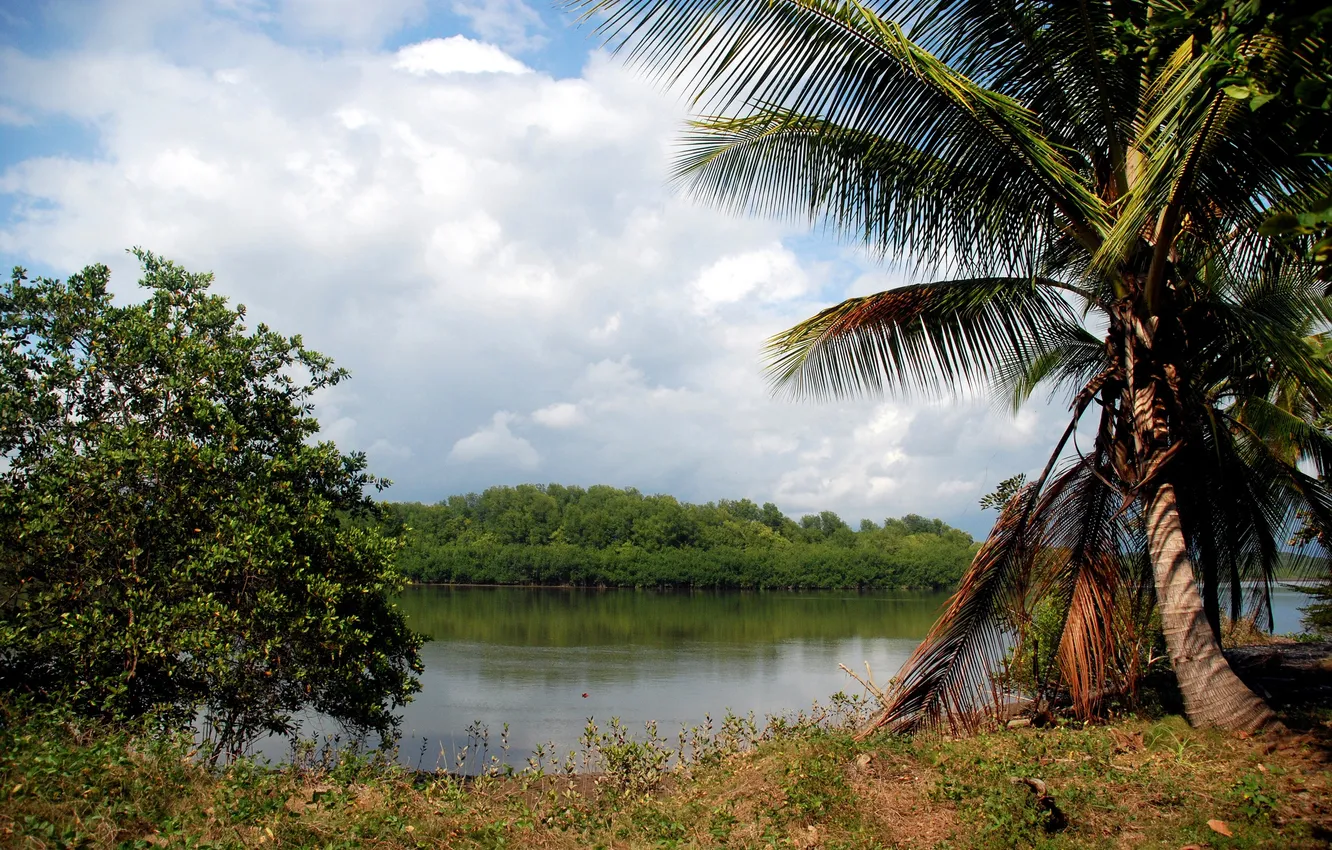 Photo wallpaper forest, river, palm trees