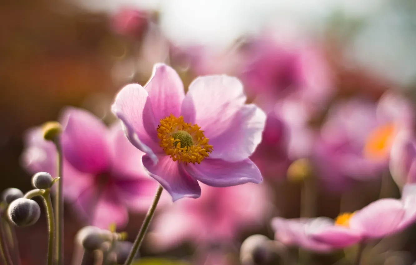 Photo wallpaper flower, summer, macro, pink