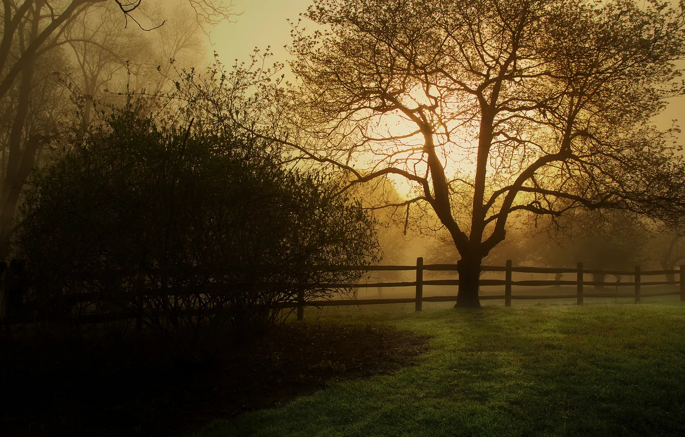 Photo wallpaper grass, trees, nature, haze, the bushes