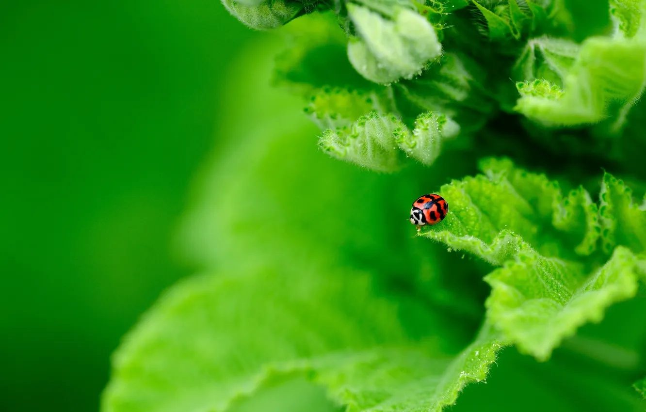 Photo wallpaper greens, leaves, plant, ladybug, insect