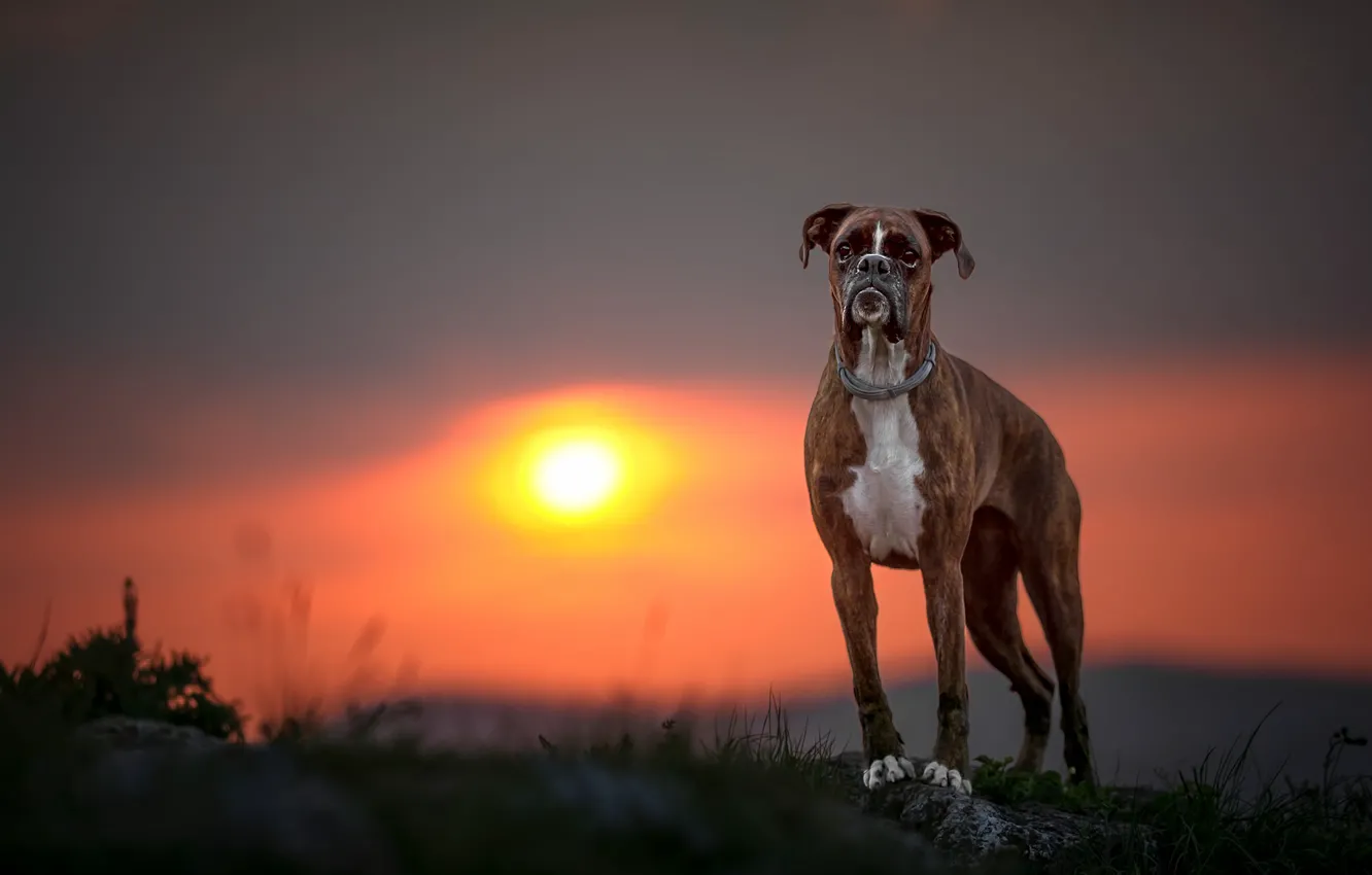 Photo wallpaper sunset, dog, Boxer