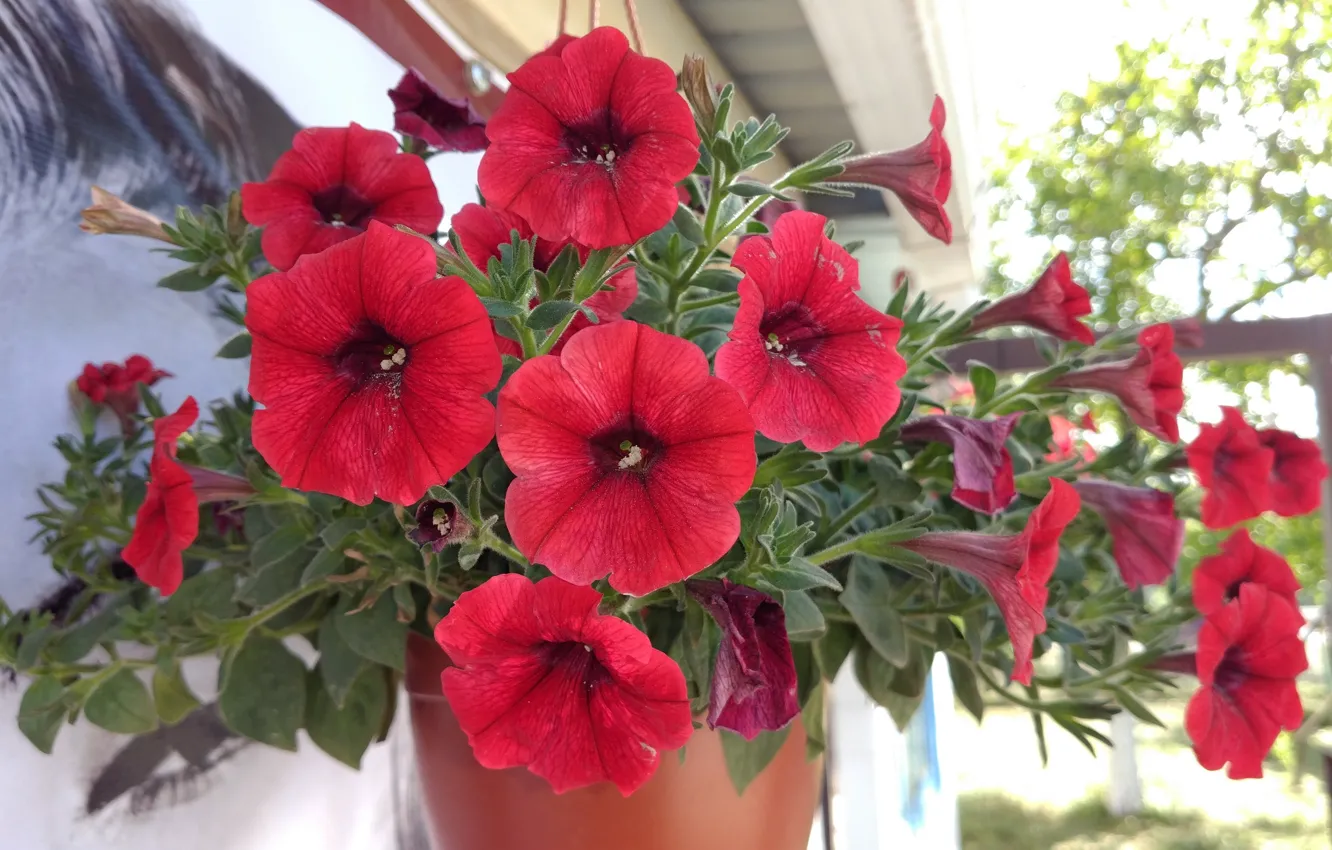 Photo wallpaper flowers, red, buds, Petunia, bushes, Mamala ©