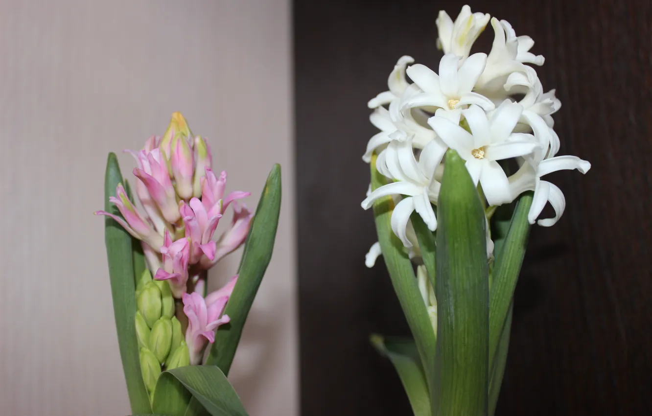 Photo wallpaper flowers, hyacinths, flower rain