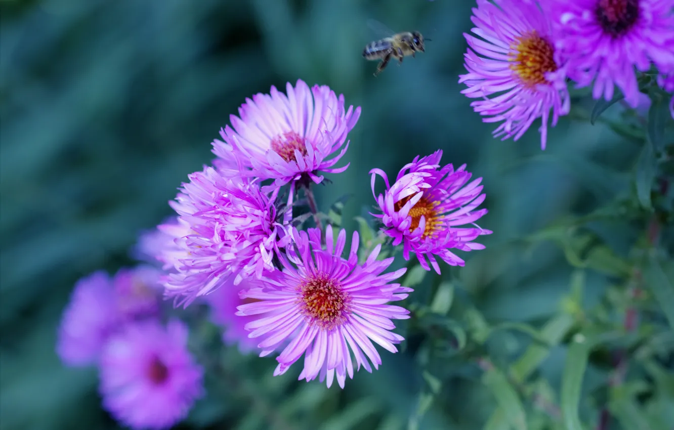 Photo wallpaper flowers, nature, bee, purple, asters