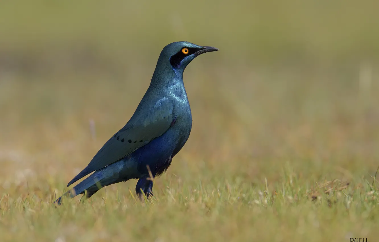 Photo wallpaper field, nature, background, bird, blue bird, DUELL ©