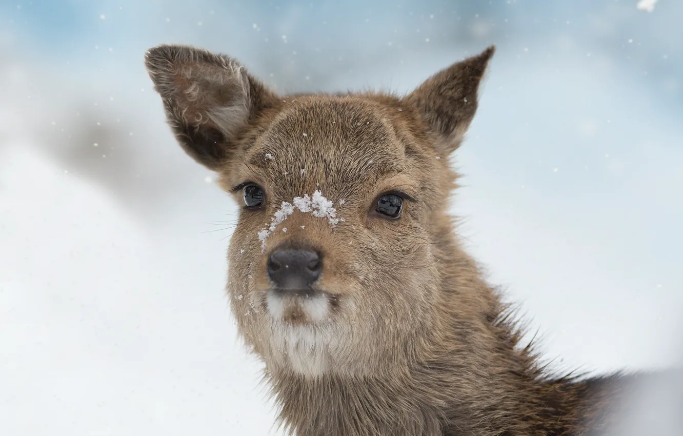 Photo wallpaper winter, snow, portrait, deer, face, cub, ROE