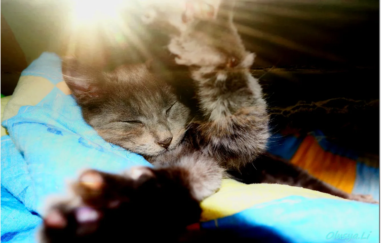 Photo wallpaper cat, cat, Wallpaper, kitty, kitty