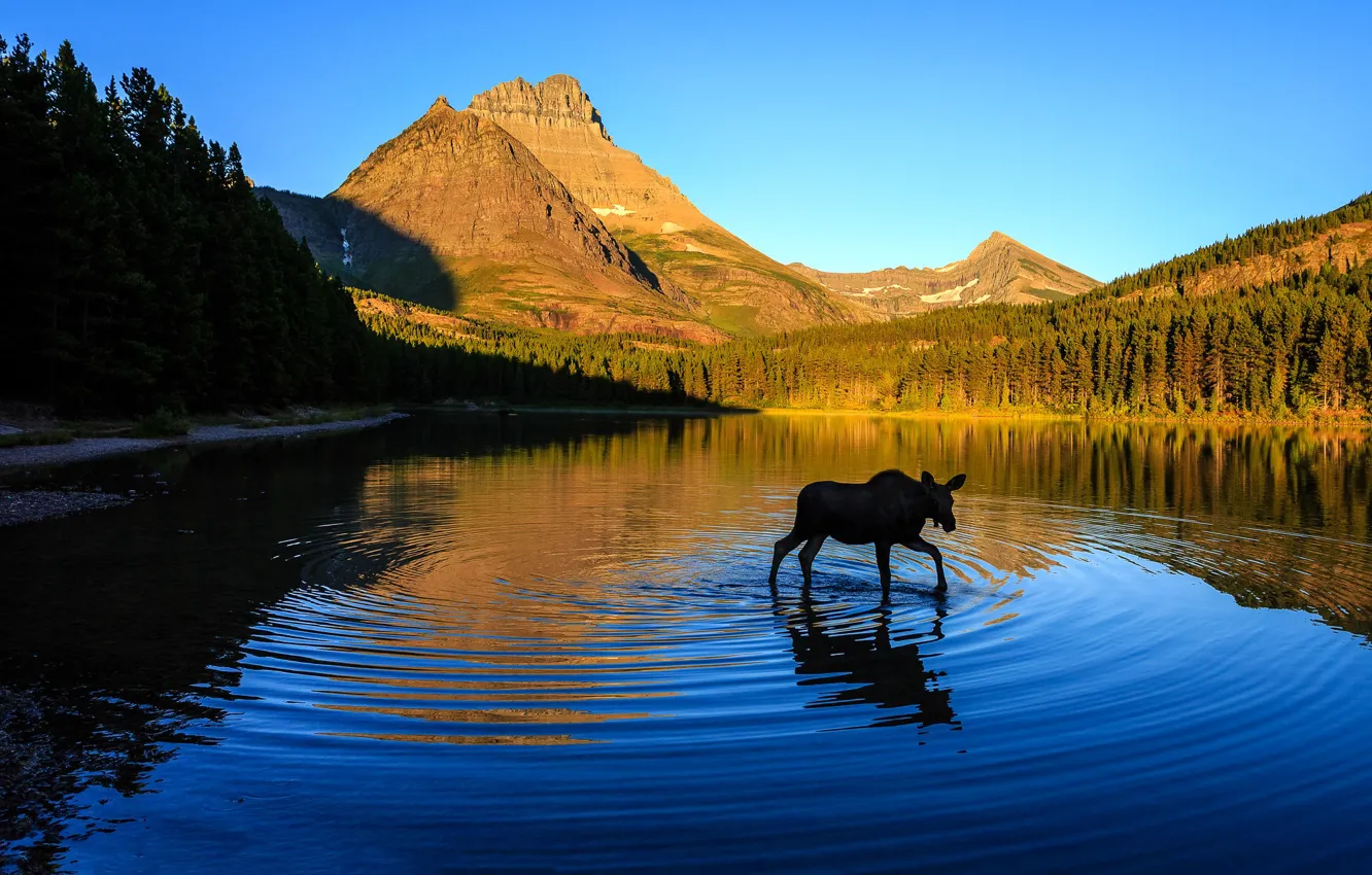 Photo wallpaper forest, light, mountains, nature, reflection, bathing, pond, moose